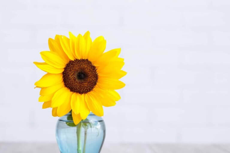 single sunflower in clear vase with water